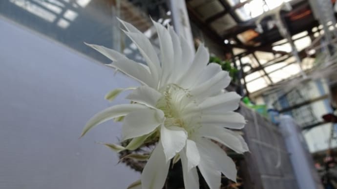 布袋丸の花