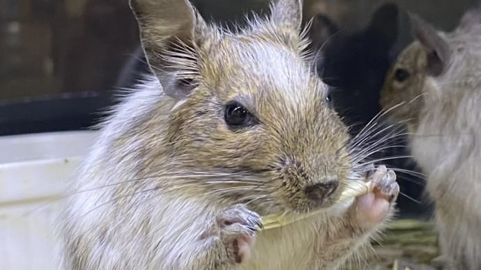 ●デグー達の食事タイム●