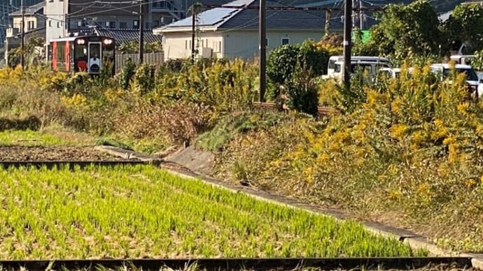 肥薩おれんじ鉄道くまモンラッピング列車