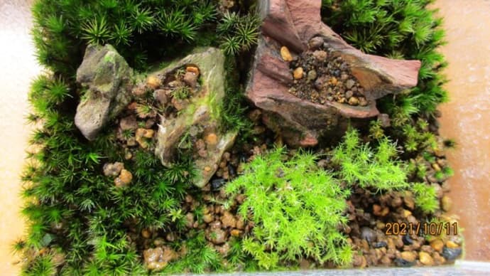 2021秋☆苔テラリウムメンテナンス その3