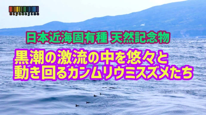 黒潮の激流の中悠々と動き回るカンムリウミスズメ