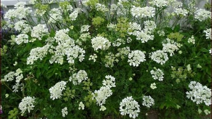 思いがけない強風の被害★ヒマワリ55本植える