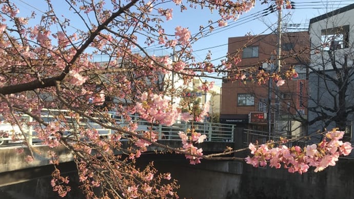 河津桜見て