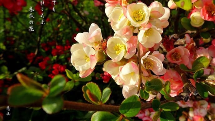 災禍でも心ほころぶ木瓜の花