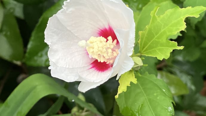 ムクゲ開花 梅雨の晴れ間の花散歩①