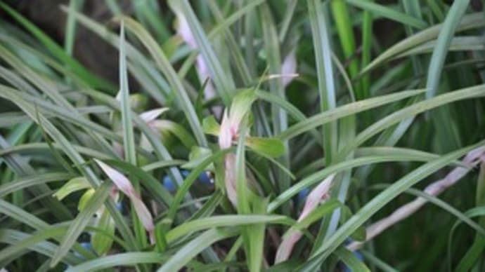 庭の花4月・・・シュンラン