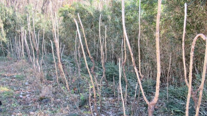 タラノキ管理のための篠竹刈り