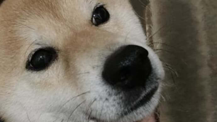 柴犬とブラシのモフモフ