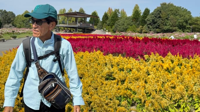 備北丘陵公園は コスモスがいっぱい 昨日は無料入園日 だけど、行事が多いからか 入園者は、思ったほど ではなくゆったりと 見ることができました