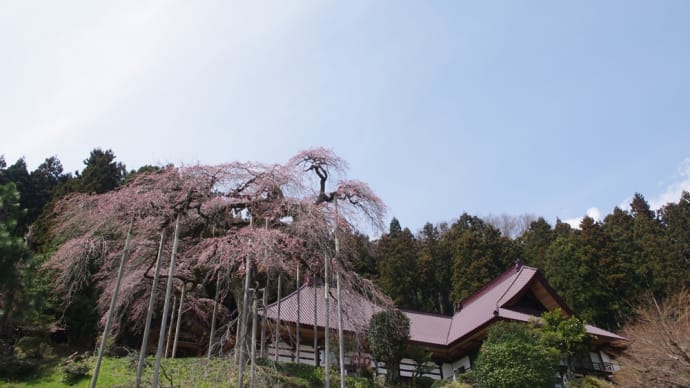 慈徳寺の種まき桜はまだ咲き始めでも、珍しいあの花は咲いているはず（2024.4.7）