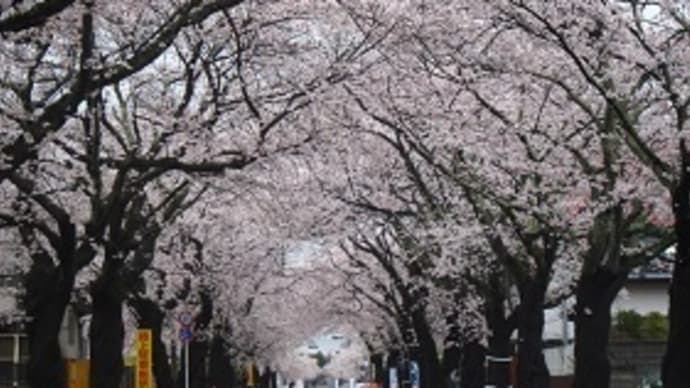 2015夜の森の桜並木トンネル
