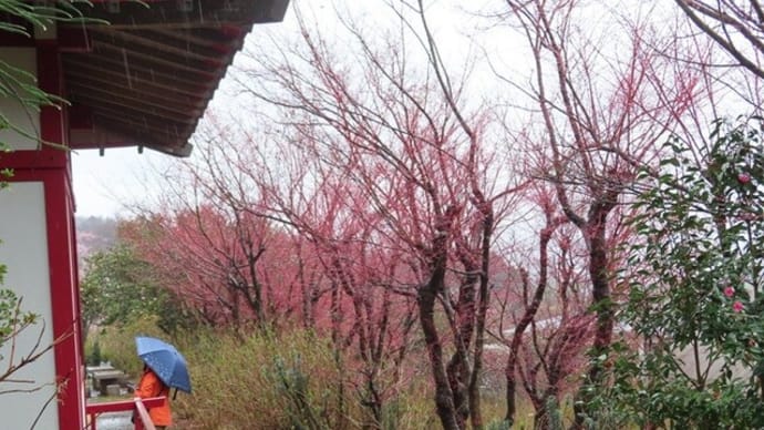将棋大会の後は雨の花見山