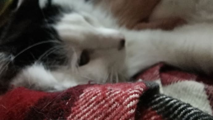 結構毛だらけ