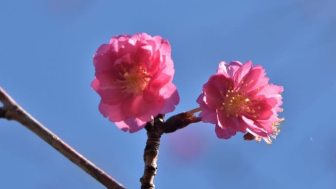 春まで咲き続ける桜「エレガンスみゆき」
