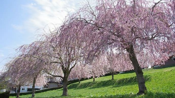 根城のしだれ桜