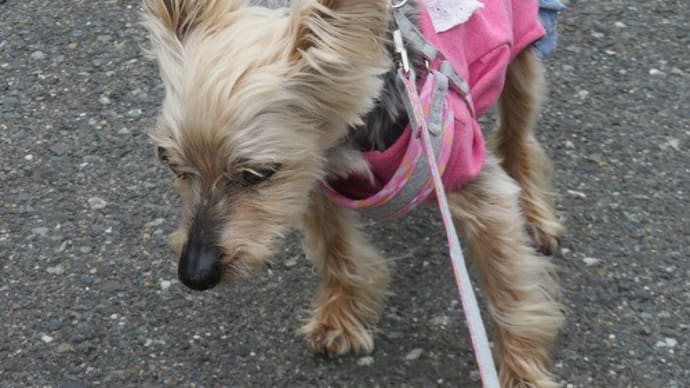 老犬との付き合いはなかなか大変