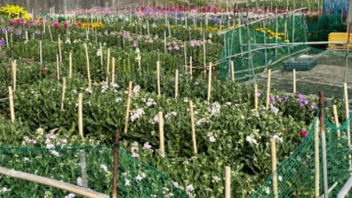 どのお花を買おうかな！
