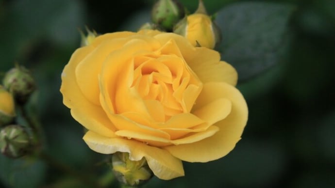 施設の花