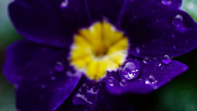 ●我が家の１２月の花（５）　プリムラ・ジュリアン　　雪解けの滴