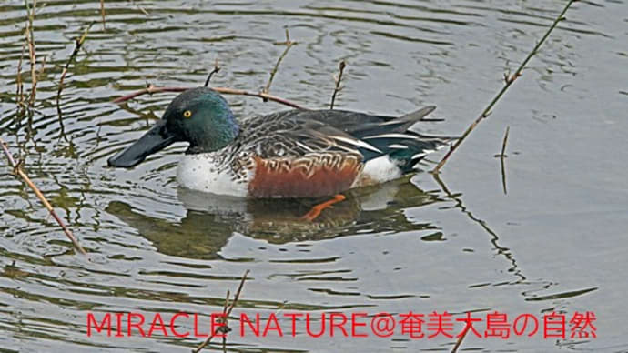 奄美市小湊大川のカモ類:ハシビロガモ