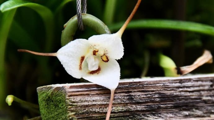大人の遠足 植物園編