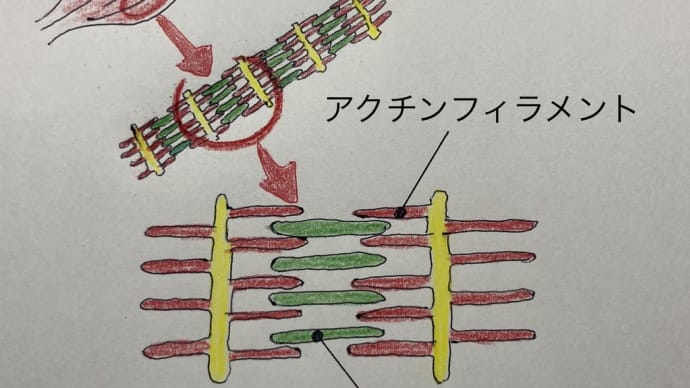 筋肉が動く仕組み　