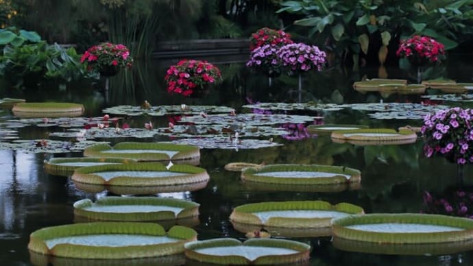 滋賀 水生花園の花しょうぶ (2)