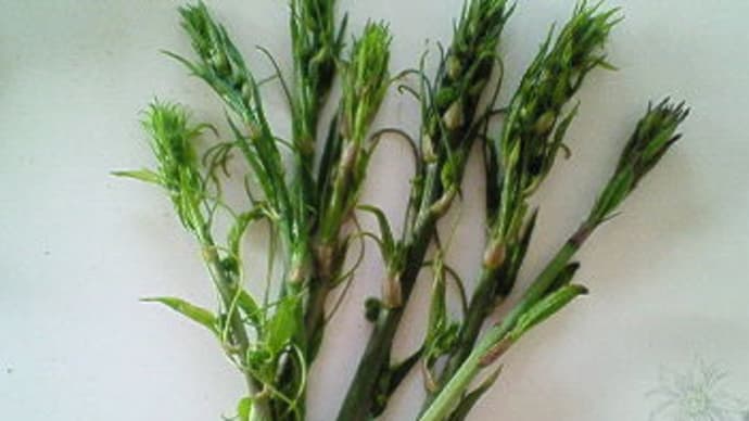 タラの芽とならんで山菜の王様ともいわれる山のアスパラ