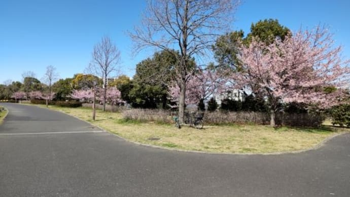 写真散歩 春の花
