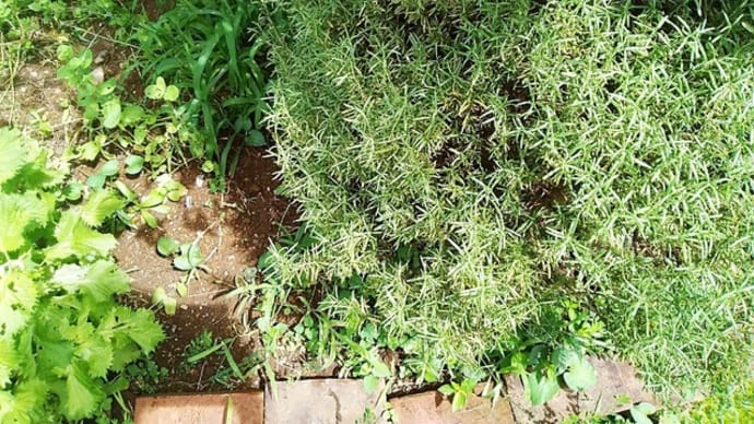 植物の手入れから学ぶ。
