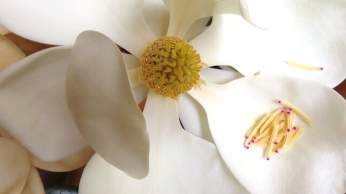 真白き花