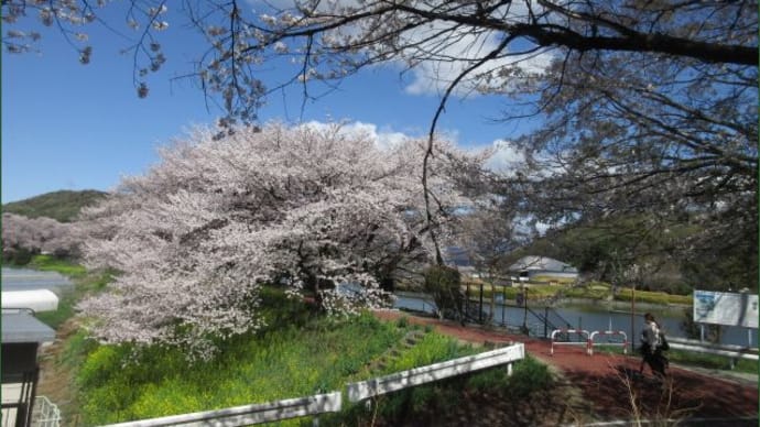 鹿の川土手の桜