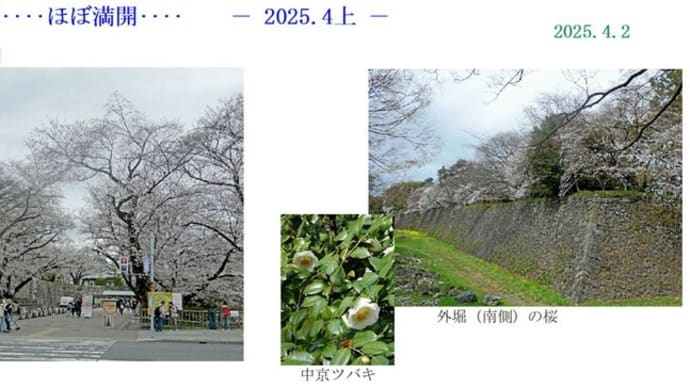 名古屋城の桜は、今‥‥ほぼ満開! - 2025.4上 -