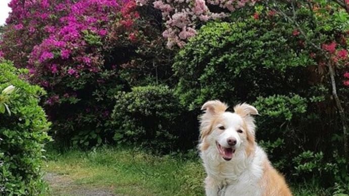 つつじ公園
