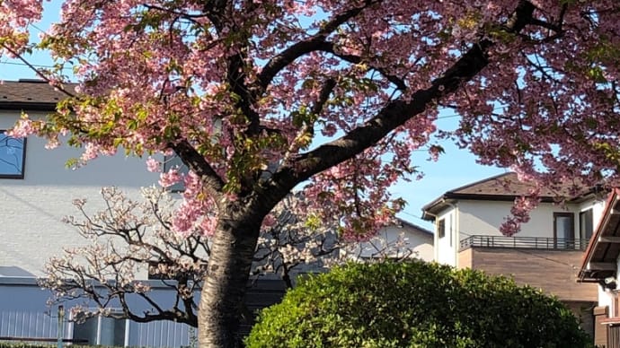 河津桜