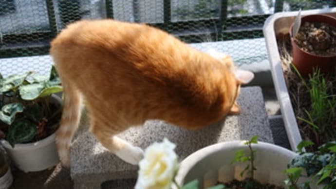 さんび