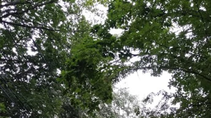 道端にタマゴタケの空