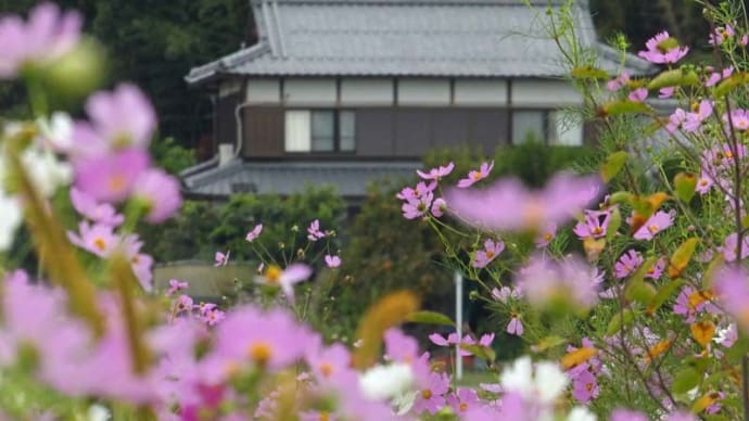 まち歩き (嵯峨野)