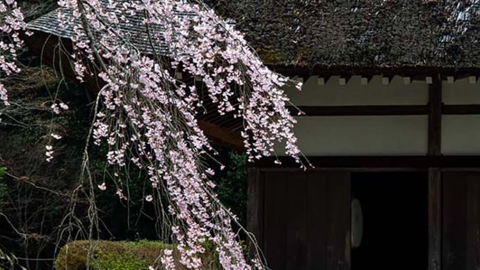 広徳寺の桜は満開です
