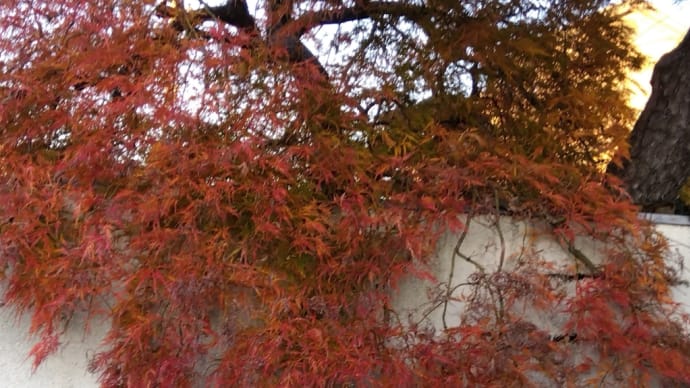 紅葉