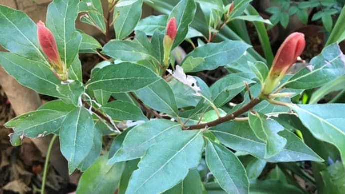 庭の植物 【 この木何の木 】