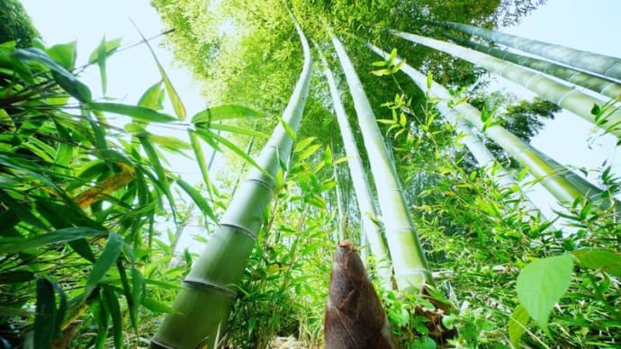 タケノコがたくさん(板橋区立赤塚植物園 2025.4.19撮影)