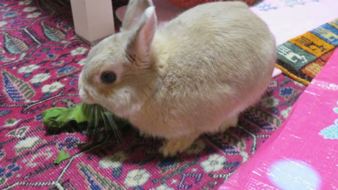 うさぎ学長!わちゃまる君!(その184)捕らえた!わちゃまる君