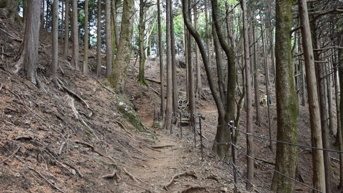 もみじ狩り　神奈川県伊勢原市　大山見晴台ハイキングコース（3）見晴台からスカイツリー