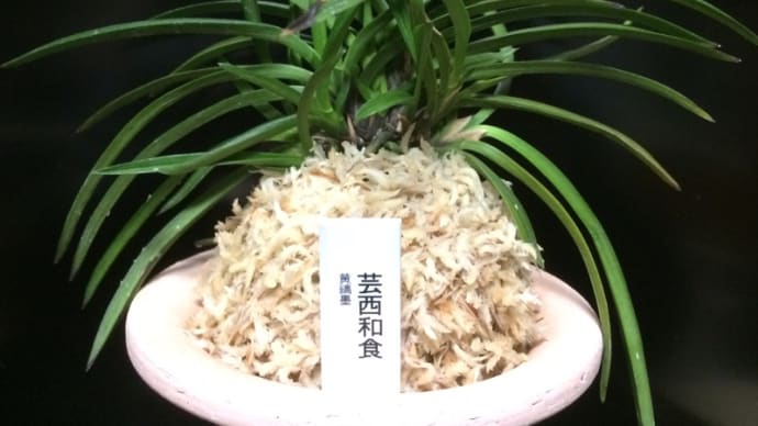 和喰縞(細葉黄縞・墨)