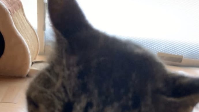 ひさしぶりちゅーる