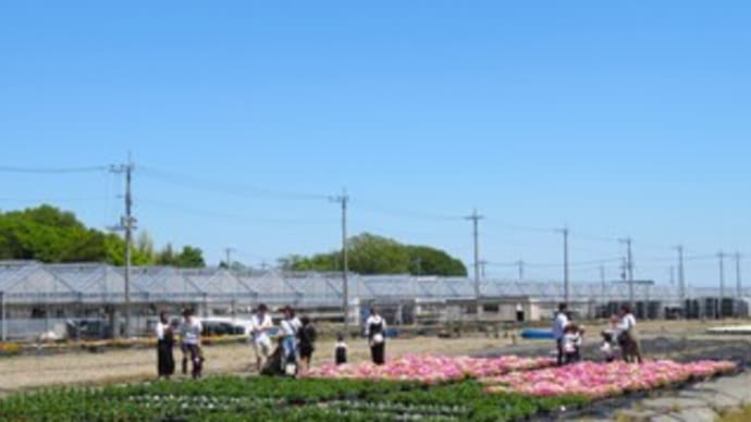 春の花まつり 花畑でお花選び