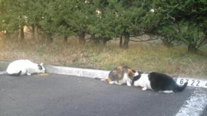 公団に残された猫たち