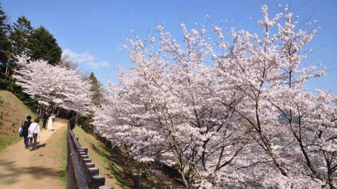 新倉山浅間公園からの桜と富士山～富士吉田市②終