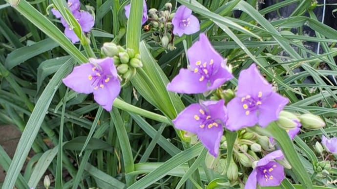 じゃがいもの花と